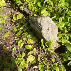 7月末まで⚠️庭石いろいろな形　20個以上の画像