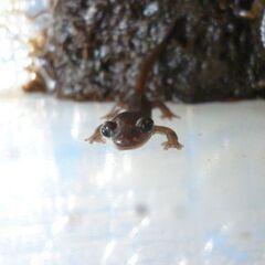 【えぞさんしょううお第16弾】7cmぐらいの餌付け済みエゾサンショウウオ3匹で　ラスト１セット限定♪　>(・＿・)<の画像