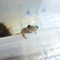 【えぞさんしょううお第16弾】6cmぐらいの餌付け済みエゾサンシ...