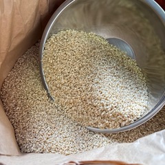 令和5年収穫ヒノヒカリ　古米10kg