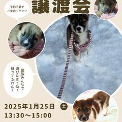 本日！佐古で譲渡会開催