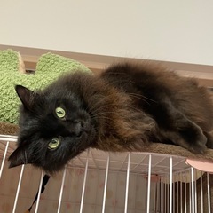 正式譲渡🐾とにかく甘えたなかまってちゃん♪長毛の黒猫 - 猫