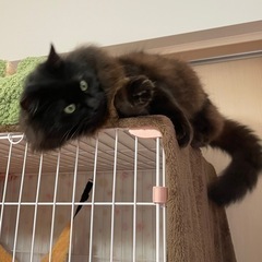 正式譲渡🐾とにかく甘えたなかまってちゃん♪長毛の黒猫 − 大阪府
