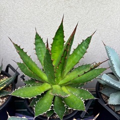 アガベ　ホリダ