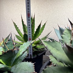 アガベ　ホリダの画像