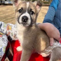 雑種の子犬