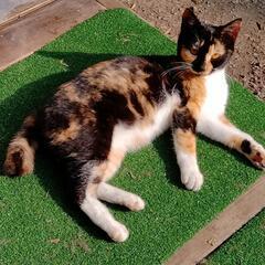 白ソックスの三毛猫の里親さんを探しています