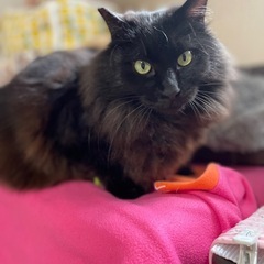 正式譲渡🐾とにかく甘えたなかまってちゃん♪長毛の黒猫 - 里親募集