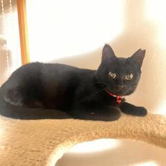♡大切にしてくださる家族が決まりました！♡   個性豊か🧡かわいい黒猫3兄妹  7ヶ月 家族になってください！ - 里親募集