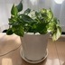 ランキングキーワードに紐づく投稿画像-観葉植物