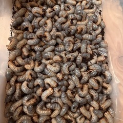 国産カブト幼虫