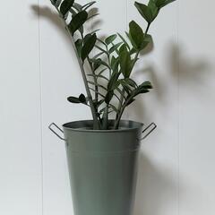 【💖Thankyou💖】大75cm🌿ザミオクルカス🌿/観葉植物