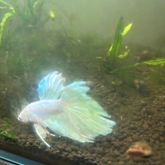 熱帯魚【ベタ】雄プラチナホワイトハーフムーン
