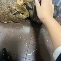 モルモット　オス　受付終了 - 周南市