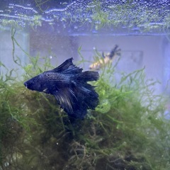 熱帯魚【ベタ】ファンシーカラーハーフムーン
