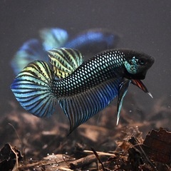 ベタ マハチャイ グリーン