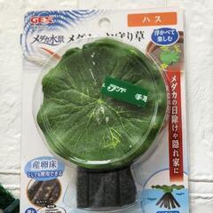 水槽 メダカの産卵床