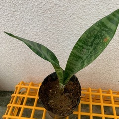 サンスベリアの画像