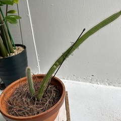 サボテン🌵の画像