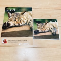 岩合光昭さんの写真