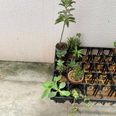 多肉植物☆10鉢