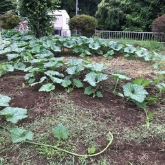 万次郎かぼちゃ　3個　かぼちゃ　カボチャ　南瓜　2501251の画像