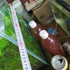 60センチ縁無しガラス水草水槽、3000円！激安！早い人勝ち！の画像