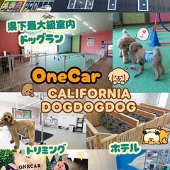 【室内ドッグラン】わんちゃんのためのイベントを！