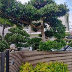ラカンマキと、イヌマキの画像