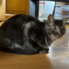 珍しいグレータビーのイケメン！レオくん - 猫