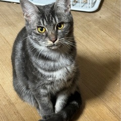 珍しいグレータビーのイケメン！レオくん − 大阪府