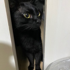 風ちゃん　可愛がってあげてくださいませんか。