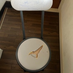 折りたたみイス2脚の画像