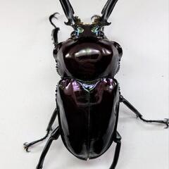 ニジイロクワガタ(紫紺系）ペア②