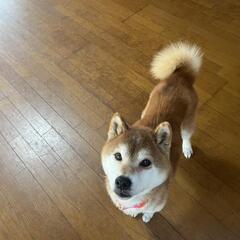 【正式譲渡決定！】可愛い顔したセンターからの引き上げ犬！コテツです！ − 長野県