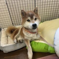 【正式譲渡決定！】可愛い顔したセンターからの引き上げ犬！コテツです！ - 安曇野市