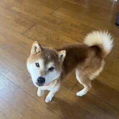 【正式譲渡決定！】可愛い顔したセンターからの引き上げ犬！コテツです！ - 里親募集