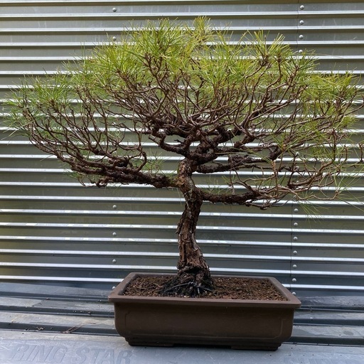 松の盆栽