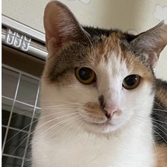 パステル三毛の美人さん！マイちゃん - 猫