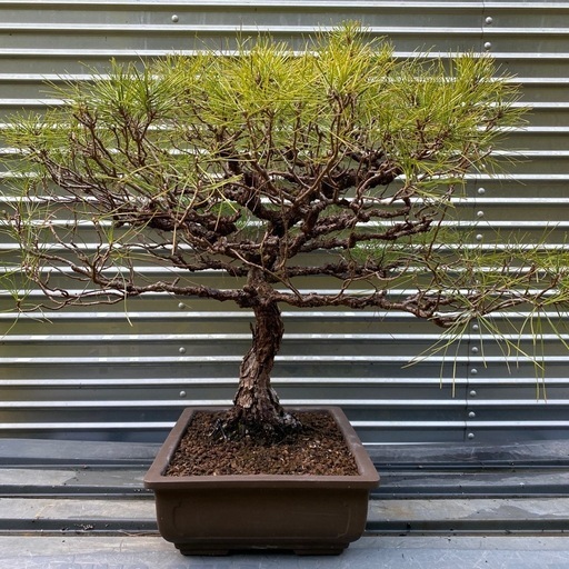 松の盆栽