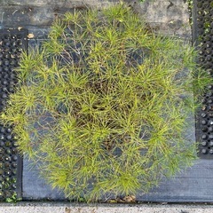 松の盆栽の画像