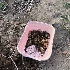 アヒージョで食べると超美味い😋無農薬栽培　　　　菊芋の画像