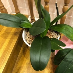 高級　
胡蝶蘭の苗