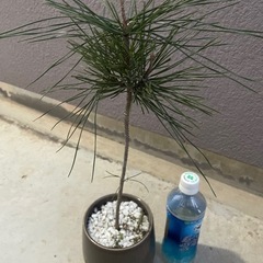 松 🌳