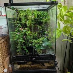 植物　ヒメイタビ　屋久島産