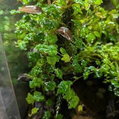 植物　ヒメイタビ　屋久島産の画像