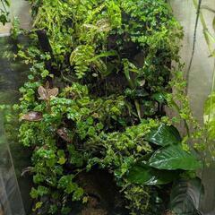 植物　ヒメイタビ　屋久島産の画像
