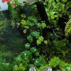 植物　ヒメイタビ　屋久島産の画像