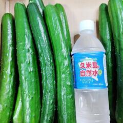 【農家直売】✨！新鮮！✨規格外きゅうり　約5kg（お買い得）の画像