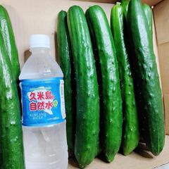 【農家直売】✨！新鮮！✨規格外きゅうり　約5kg（お買い得）の画像